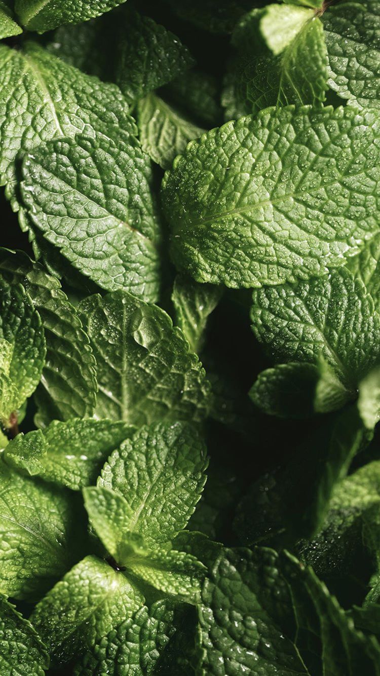 MENTHE & CAMOMILLE